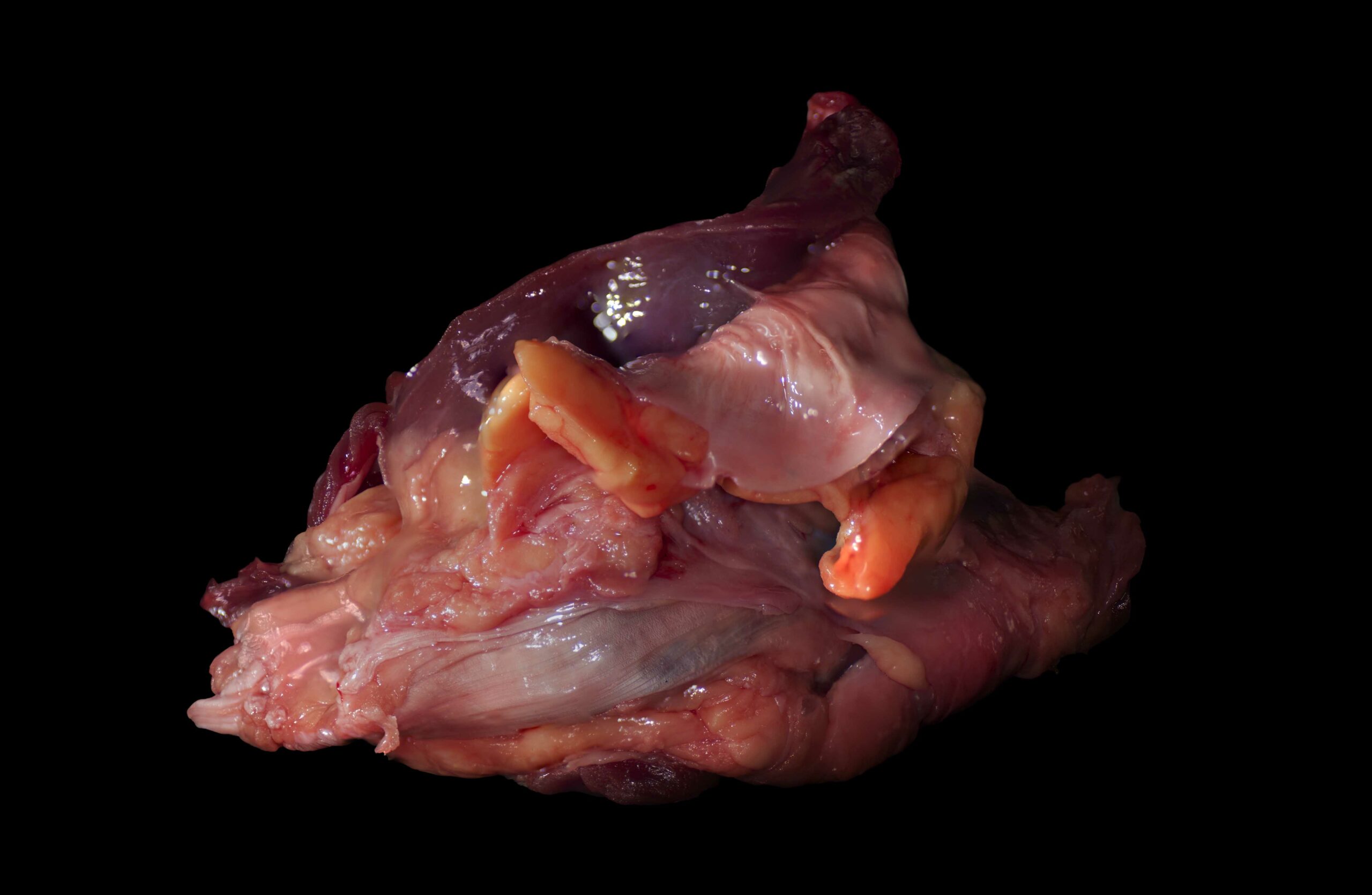 fs viande 7 poulet 1